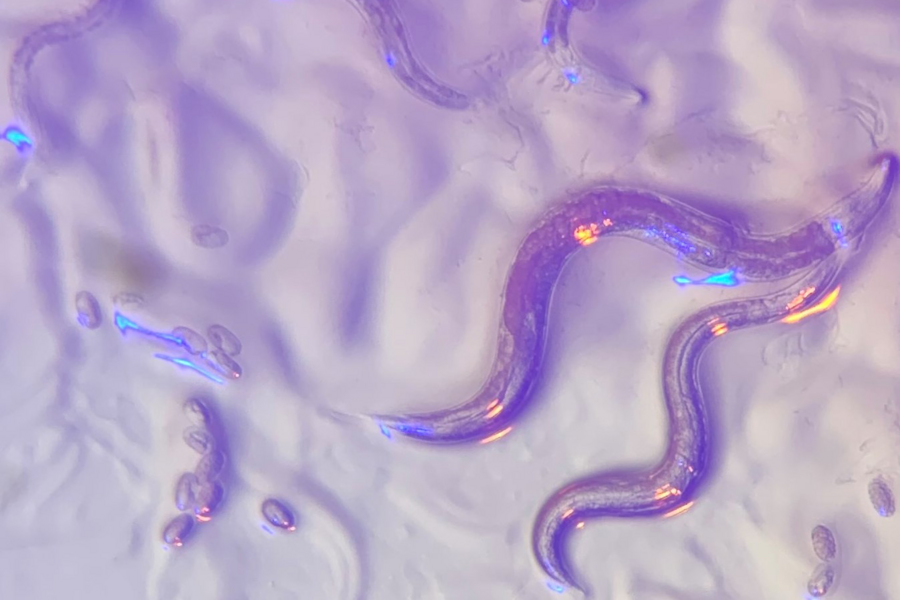 Image of Roundworms